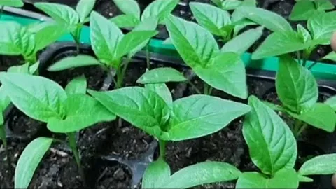 تصویر 3 از نشا فلفل دلمه‌ ای مقاوم به تنش گرمایی